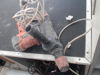 Foto de (sb) Sussassy 500w - Publicado el: 22 Jun 2025